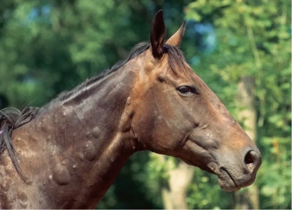 allergies dermite cheval 